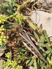 Locusta migratoria
