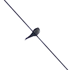 Hirundo neoxena