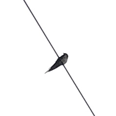 Hirundo neoxena