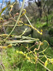 Acacia stenophylla