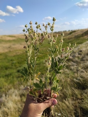 Potentilla astracanica
