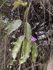 Mansoa verrucifera