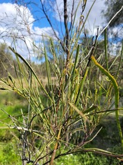 Acacia stenophylla