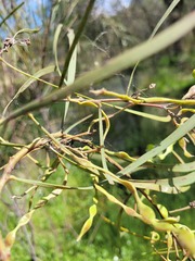 Acacia stenophylla