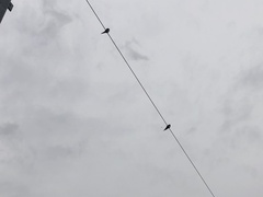 Hirundo neoxena