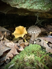 Strobilomyces strobilaceus