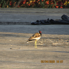 Vanellus indicus