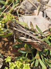 Locusta migratoria