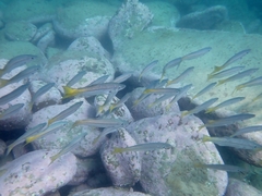 Dinolestes lewini