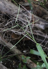 Urochloa