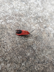 Phauda flammans