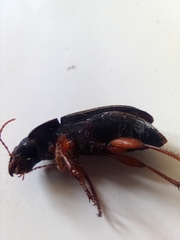Harpalus rufipes
