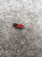 Phauda flammans