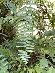 Nephrolepis pseudobiserrata