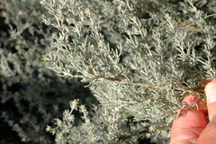 Aspalathus leucophylla