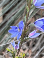 Thelymitra ixioides