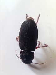 Harpalus rufipes