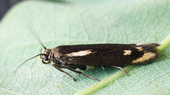 Scythris cuspidella