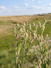 Potentilla astracanica