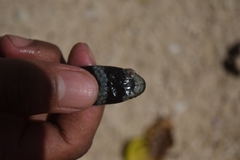 Laticauda laticaudata