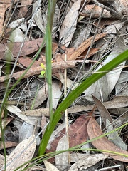 Thelymitra ixioides