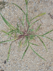Echinochloa crus-galli