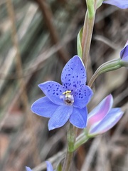 Thelymitra ixioides