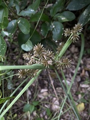 Cyperus odoratus