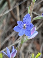 Thelymitra ixioides