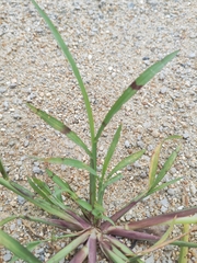 Echinochloa crus-galli