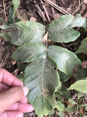Diplazium donianum