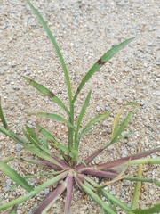 Echinochloa crus-galli