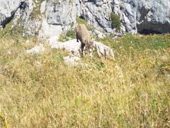 Capra ibex
