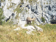 Capra ibex