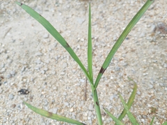Echinochloa crus-galli