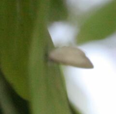 Spalgis lemolea lemolea