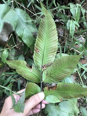 Diplazium donianum