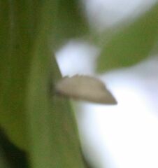 Spalgis lemolea lemolea