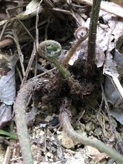 Diplazium donianum