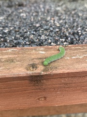 Phlogophora meticulosa