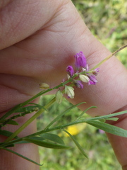 Polygala comosa