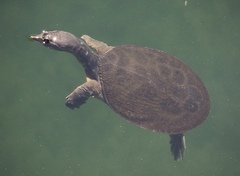 Apalone ferox