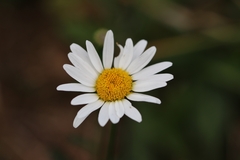 Leucanthemum