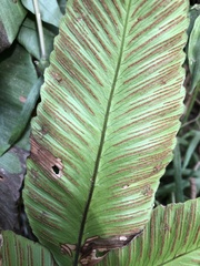 Diplazium donianum