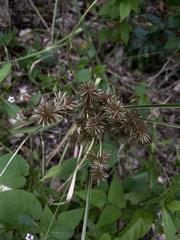 Cyperus odoratus