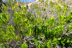 Pteronia fasciculata