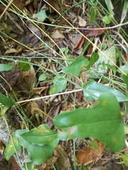 Smilax excelsa