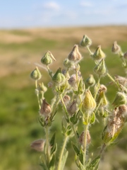 Potentilla astracanica