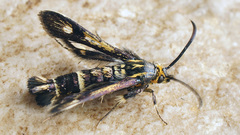 Chamaesphecia nigrifrons