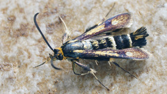 Chamaesphecia nigrifrons